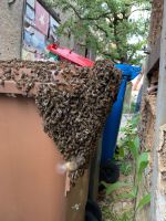 Fange Bienenschwarm - Imker Schwarmhilfe Bienen Bayern - Haßfurt Vorschau