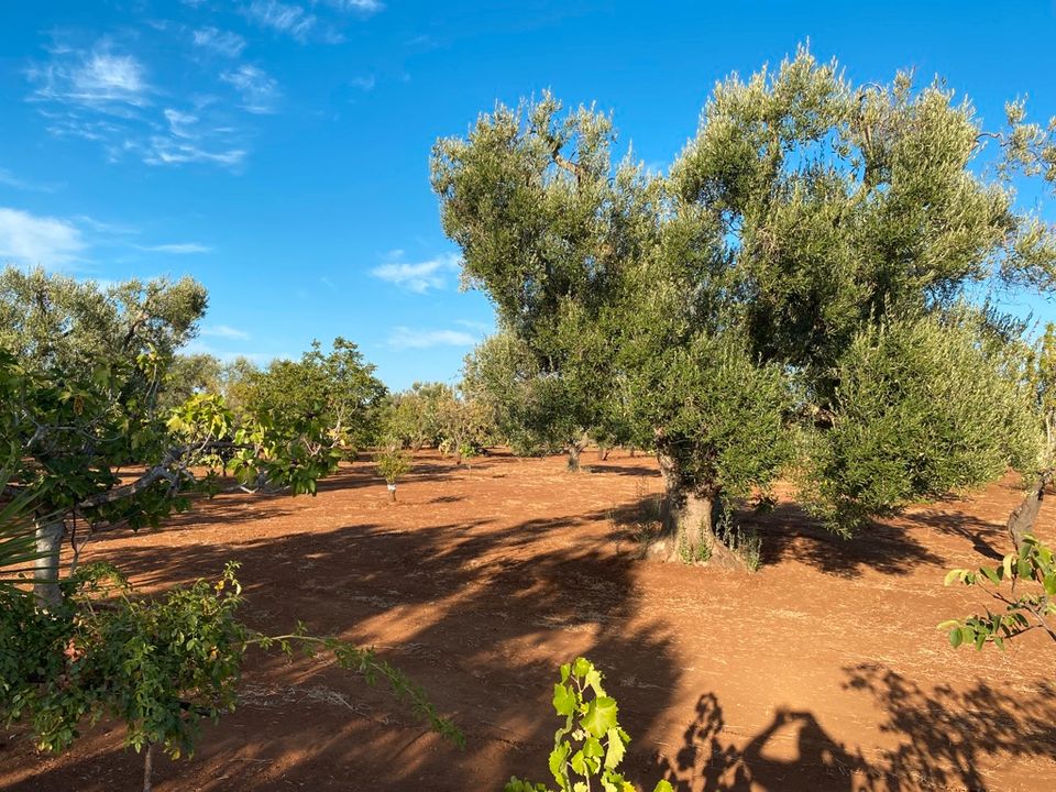 **Bebaubares Olivenhain in Apulien / Italien**Deutsche Nachbarn** in Egelsbach