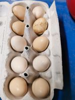 Silberfasan Eier zu verkaufen Bayern - Pfeffenhausen Vorschau