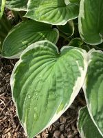 Hosta Funkie Rheinland-Pfalz - Rhaunen Vorschau