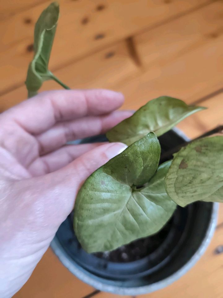 Syngonium confetti tricolor Zimmerpflanze in Herne