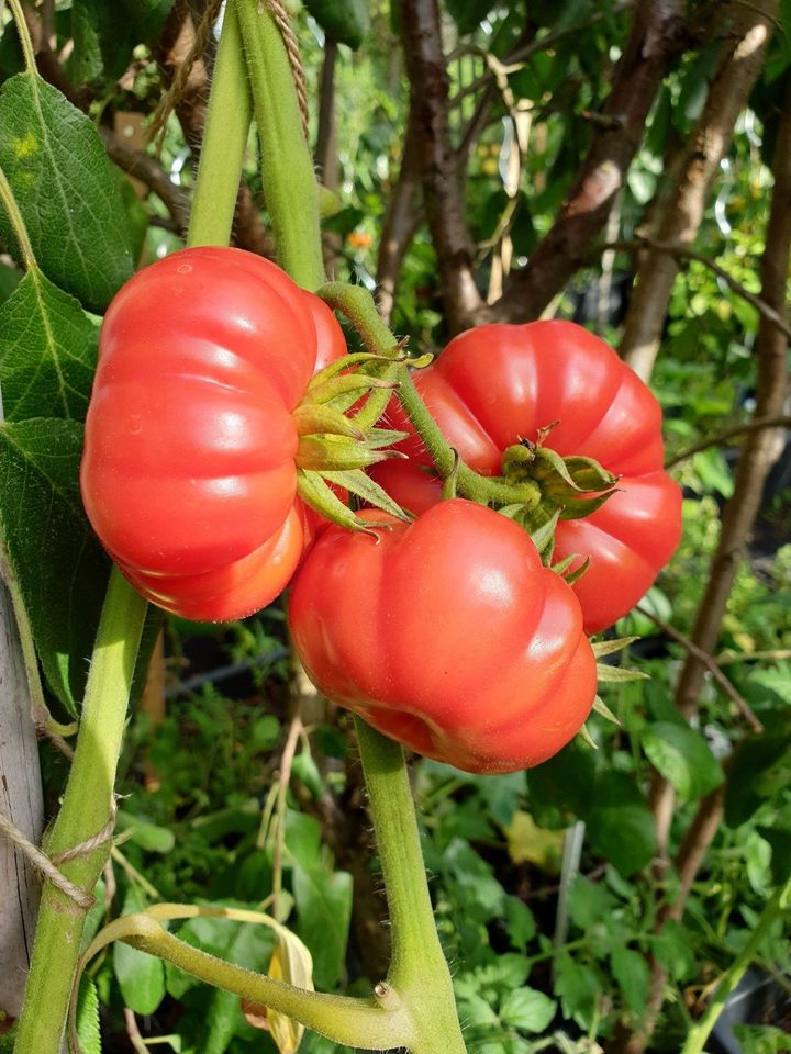 historische Tomaten Samen + 100 weitere Sorten aus meinem Garten in Leipzig