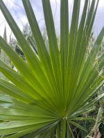 Palmen  Washingtonia  2,7 bis 3 m hoch Nur Abholung!! Niedersachsen - Achim Vorschau