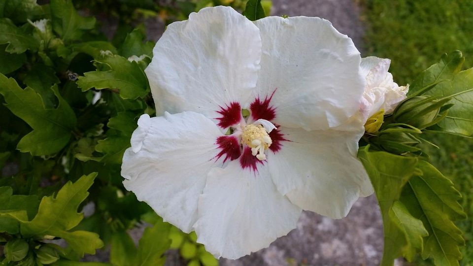 Hibiskus Saaten blau und weiß in Heikendorf