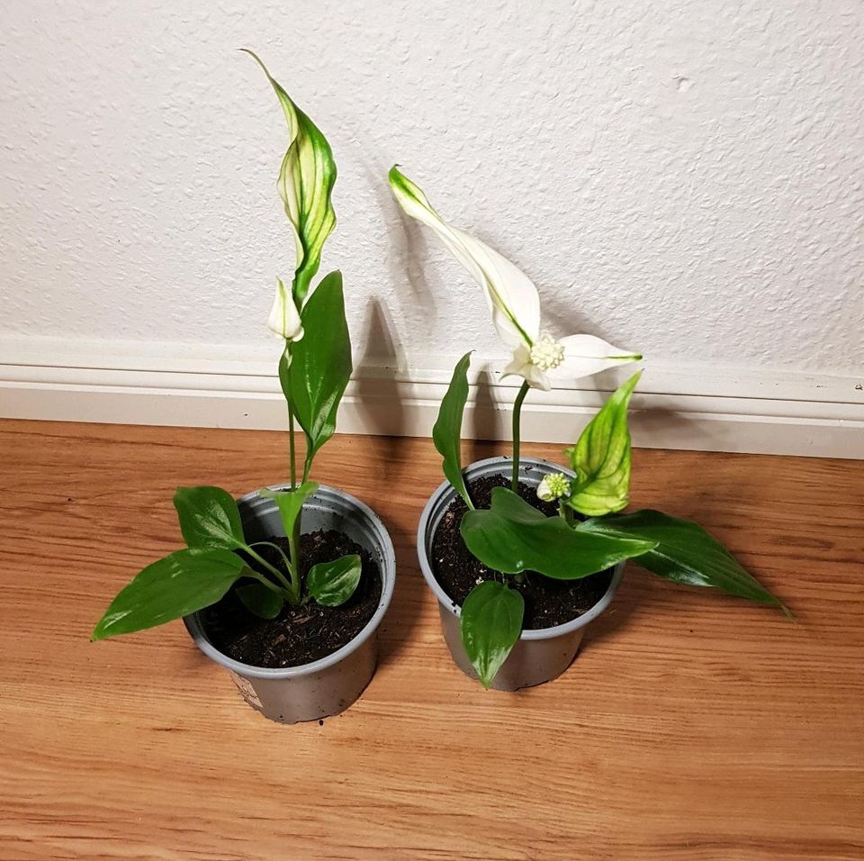 Spathiphyllum Zimmer Pflanze grün weiß Blüte calla Einblatt Cala in Leipzig