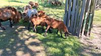 Verkaufe Barbados Schafe ab Juni Sachsen - Riesa Vorschau