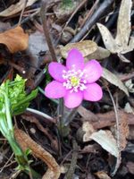 rosa  Hepatica nobilis rosa  Leberblümchen Nürnberg (Mittelfr) - Nordstadt Vorschau