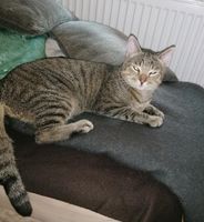 Kater Goldi vermisst Sachsen-Anhalt - Vogelsdorf Vorschau