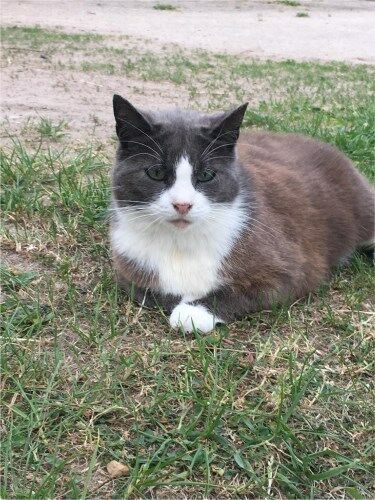 Graue Katze in Warder vermisst in Neumünster