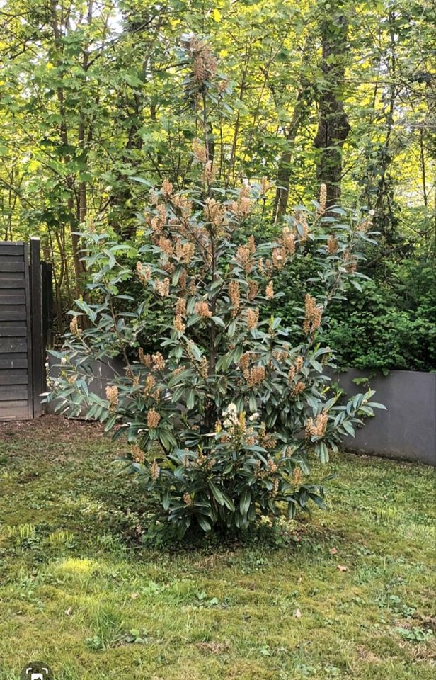 Kirschlorbeer 2,5 m Sichtschutz Pflanze Baum Hecke in Köln