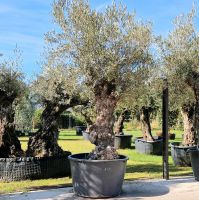 Olivenbaum Nr 1240 Olea europaea Bonsai Nordrhein-Westfalen - Delbrück Vorschau