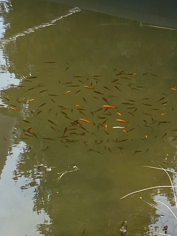 Goldfische, Fische abzugeben in Alt Mölln