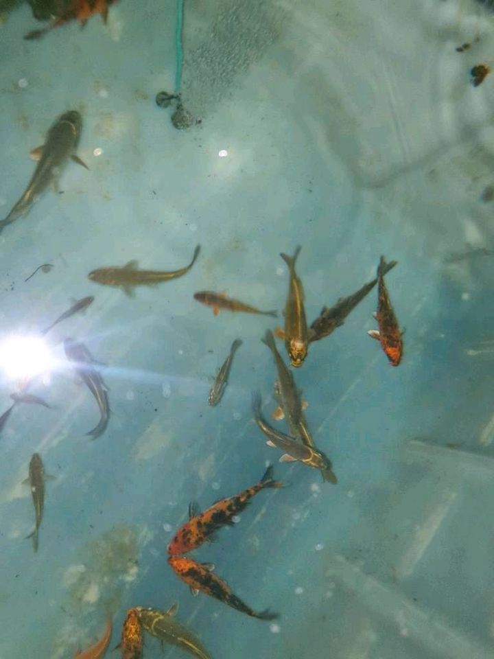 Jungfische koi (kois karpfen fische teich ) in Neu Heinde