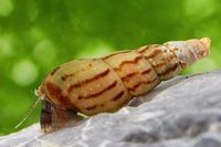 Malaiische Turmdeckelschnecke Nordrhein-Westfalen - Kreuzau Vorschau