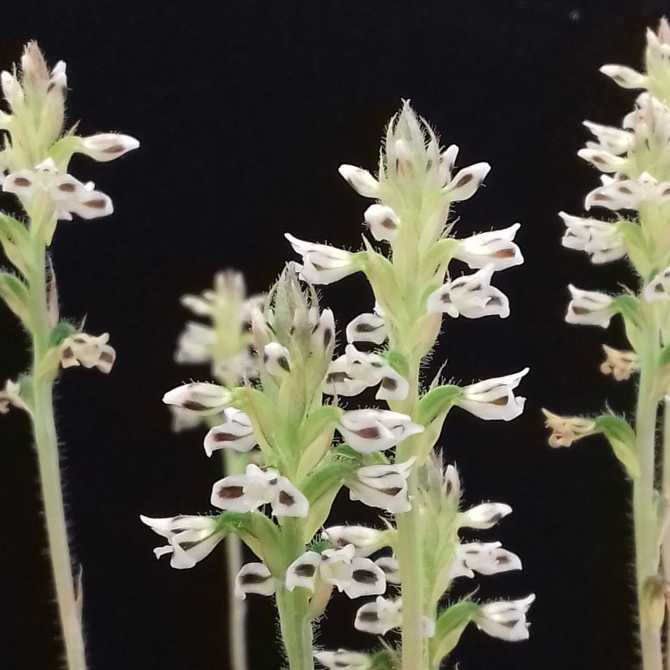 Juwelorchidee Aspidogyne argentea 'Brazilian Delight' Jungpflanze in Bad Waldsee