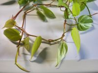 Philodendron scandens lime Leipzig - Probstheida Vorschau