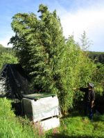 Bambus, Phyllostachys, größere Pflanzen Baden-Württemberg - Kandern Vorschau