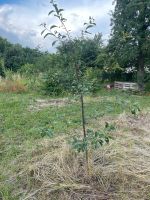 Sauerkirschen Kirschbaum Pflaume zu verschenken Sachsen-Anhalt - Badersleben Vorschau
