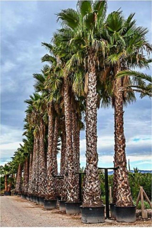 Washingtonia robusta Petticoat Priesterpalme Palme 2-7m Lieferung in Nordkirchen