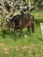 Box frei in breibach Niederwambach - Breibach Vorschau