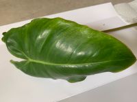 Philodendron Paraiso Verde Bayern - Hirschaid Vorschau