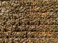 Bienenvolk, Bienenvölker, Bienen, Wirtschaftsbienenvölker Niedersachsen - Cappeln (Oldenburg) Vorschau