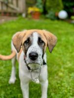 GERD Mischling Junghund Ich Hund Rüde Niedersachsen - Buchholz in der Nordheide Vorschau