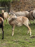 Schafbock sucht neue Herde Hohe Börde - Ochtmersleben Vorschau