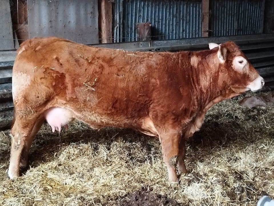 Limousin Herdbuch Kuh mit Bullenkalb in Hungen
