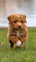 Golden Doodle F2 medium Goldendoodle Brandenburg - Kyritz Vorschau