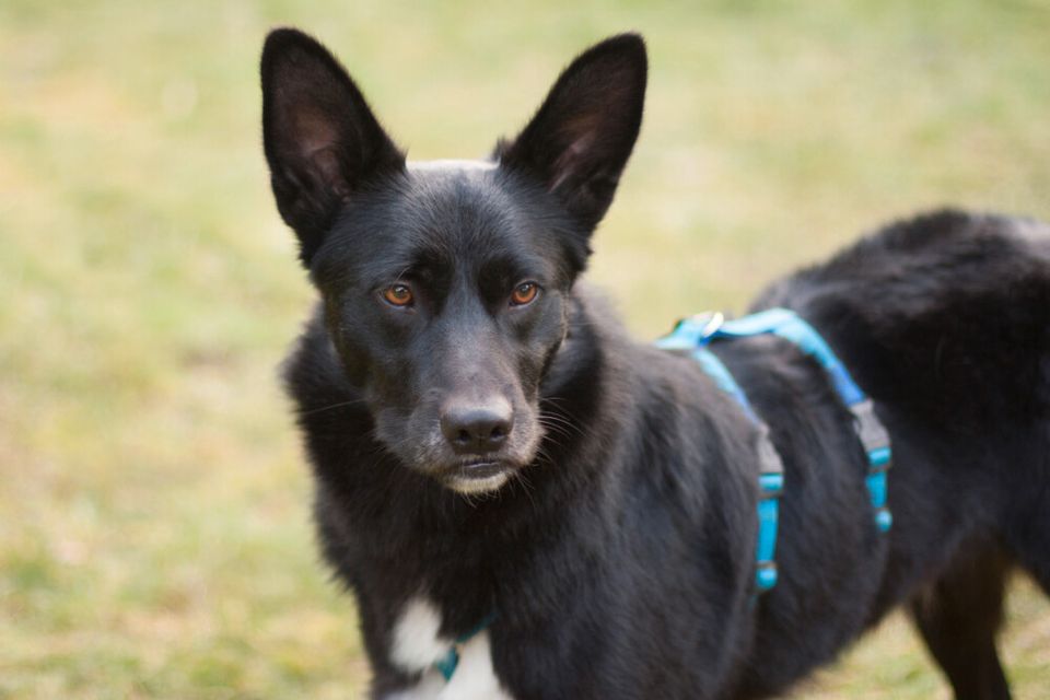 Mobby, Mischling, männl., 2,10 Jahre, Tierhilfe Franken e.V. in Lauf a.d. Pegnitz