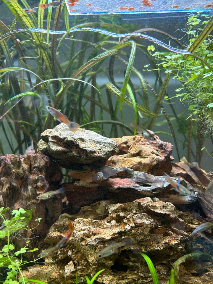 Guppys Guppies Endler rot red Mix Aquarium in Korschenbroich