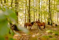 Retreat-Wochenende: Auszeit mit Pferden Hessen - Dautphetal Vorschau