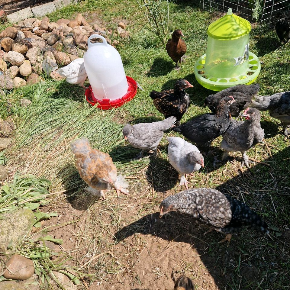 Küken Hühnerküken Mixe Buntleger und Brahma in Salzwedel