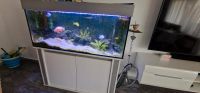 Aquarium 300l mit Unterschrank Baden-Württemberg - Giengen an der Brenz Vorschau