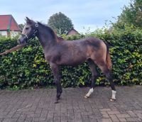 Deutsches Reitpony Stutjährling Baden-Württemberg - Trochtelfingen Vorschau