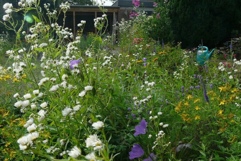 Herbstastern, Kissenastern Herbststauden Blumenstauden in Eggebek