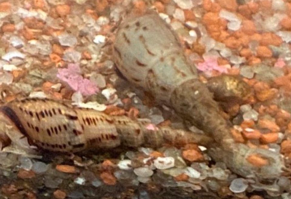 Turmdeckelschnecken Aquarium VB in Pfaffenhofen