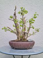 Bonsai Ginkgo - Mehrfachstamm Baden-Württemberg - Ludwigsburg Vorschau