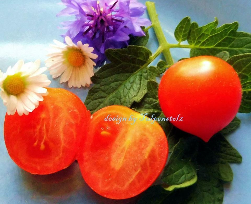 ♥ BONSAI Tomate Micro Tom gelb,rot Samen Alte Sorte Balkon,Garten in Hamburg