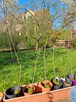 Veredelte Apfelbäume Apfelbaum Bayern - Landshut Vorschau