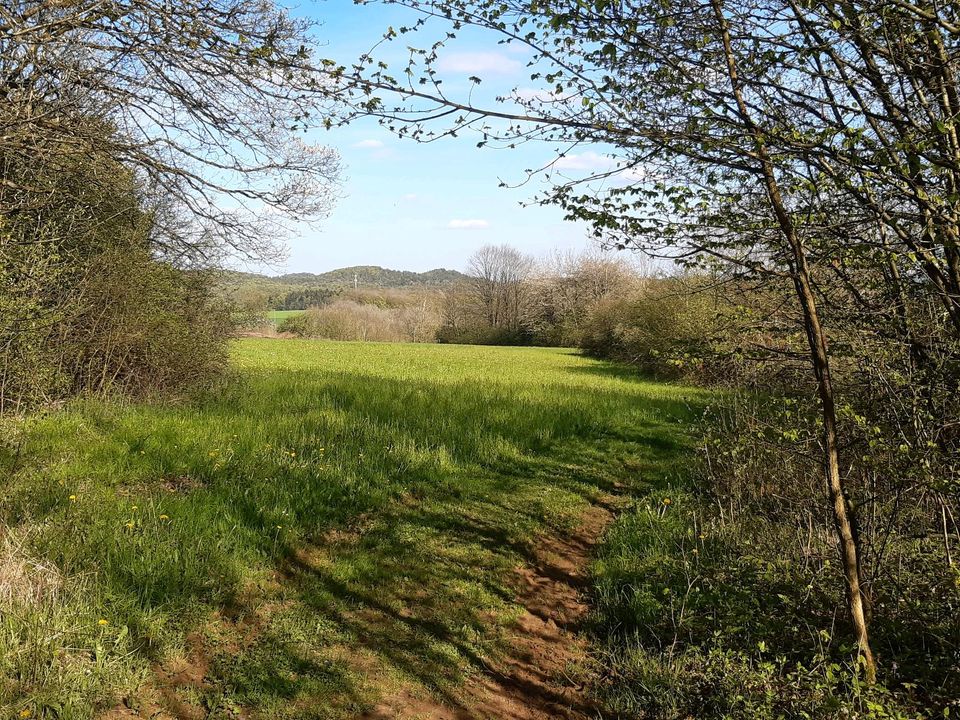 Freizeitgrundstück Grundstück Wiese Permakultur Garten Hortus in Kirchensittenbach