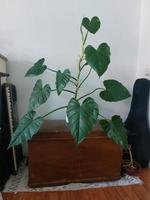 Riesige Philodendron Giganteum XXL Stammableger Ableger Steckling Dresden - Äußere Neustadt Vorschau