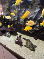Aquarium Fische Basche Malawis ab 2€ Bayern - Friedberg Vorschau