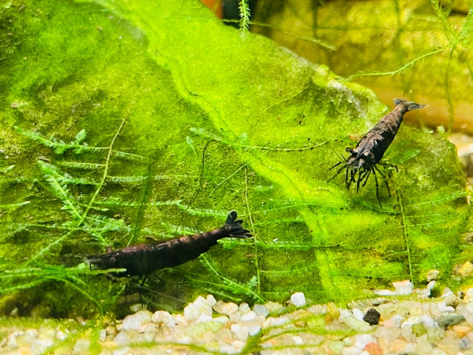 Garnelen Nachzuchten, Neocaridina, Aquarium Fische in Oranienburg