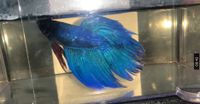 Betta Splendens, Kampffisch Halfmoon Thüringen - Belrieth Vorschau