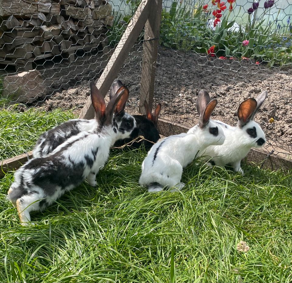 Junge Kaninchen in Penzlin