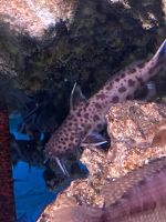 Welse Synodontis petricola lucipinnis Thüringen - Tiefenort Vorschau