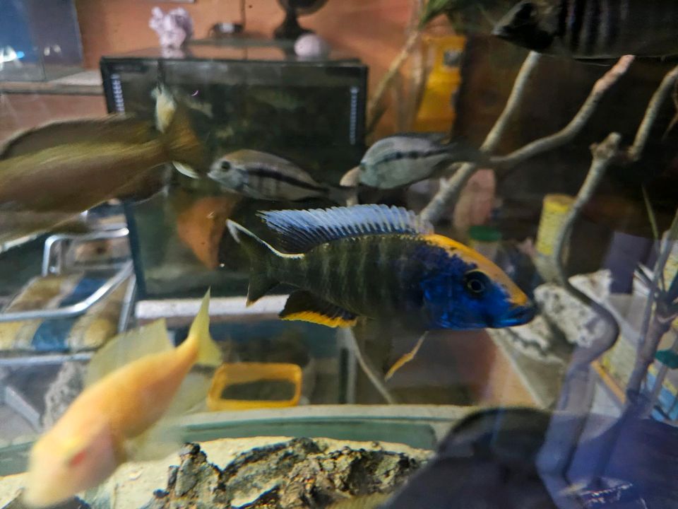 Sciaenochromis ahli in Bergkamen