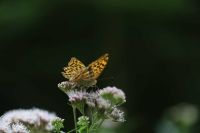 20 Sorten heimische Samen Wild-Bienenwiese/Schmetterlingsgarten Saarland - Großrosseln Vorschau